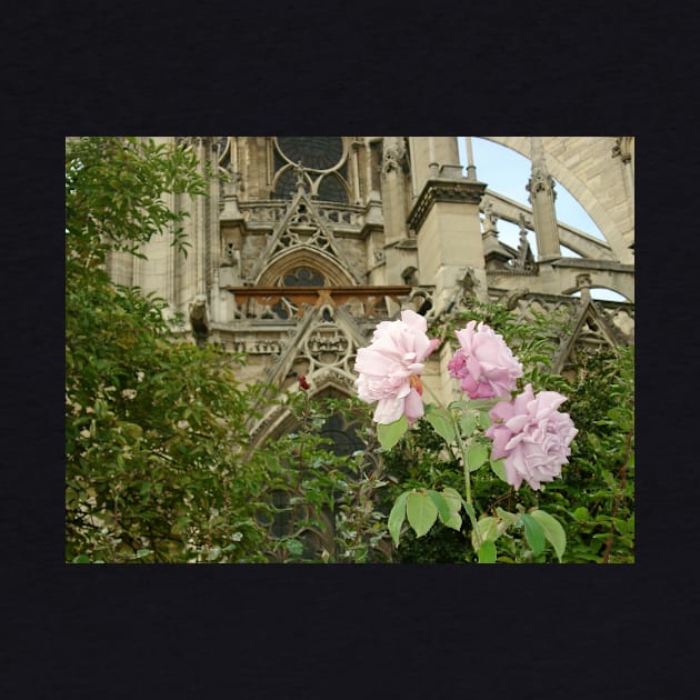 Paris Notre Dame de Paris Pink Rose Bush by BlackBeret